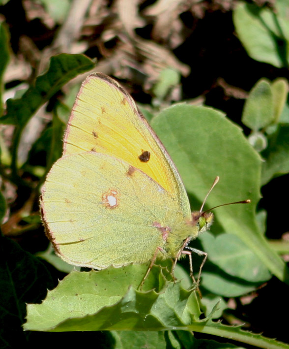 Colias crocea
